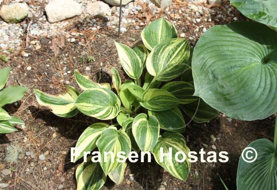 Hosta Leaping Lipizzan